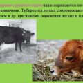 Συμπτώματα και διάγνωση της φυματίωσης στα βοοειδή, θεραπεία και εμβολιασμός