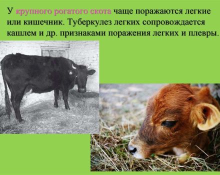Symptoms and diagnosis of tuberculosis in cattle, treatment and vaccination