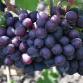 Vīnogu šķirnes Gift Unlit apraksts un īpašības, vīnogulāju stādīšana un kopšana