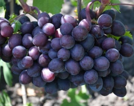 Description and characteristics of the grape variety Gift Unlit, planting and caring for the vine