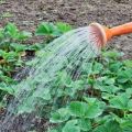 Com alimentar cogombres al jardí amb amoníac i és possible?