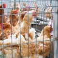 Kako napraviti kaveze za kokoši nesnice vlastitim rukama, vrstama i veličinama