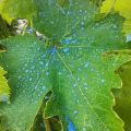 Vrijeme obrade i pravila za uzgoj Bordeaux smjese za grožđe, vrijeme čekanja za rezultat