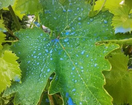 Verarbeitungszeit und Regeln für die Züchtung der Bordeaux-Traubenmischung, Wartezeiten auf das Ergebnis