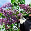 The best methods on how to permanently get rid of the lilac overgrowth on the site