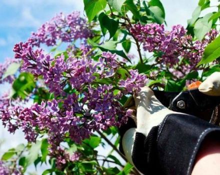 The best methods on how to permanently get rid of the lilac overgrowth on the site