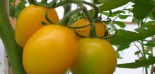 Tomaattilajikkeen Radunitsa ominaisuudet ja kuvaus, puutarhurit