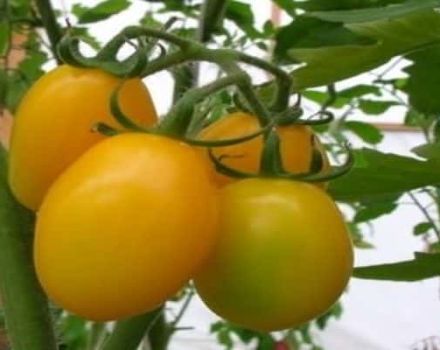 Características y descripción de la variedad de tomate Radunitsa, reseñas de jardineros.