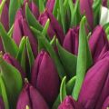 Opis a charakteristika odrôd tulipánov Triumf, pestovanie
