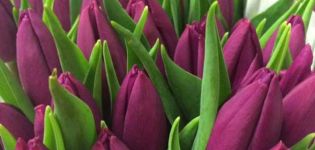 Popis a charakteristika odrůd tulipánů Triumf, pěstování