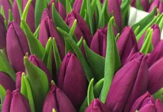 Description and characteristics of varieties of tulips Triumph, cultivation