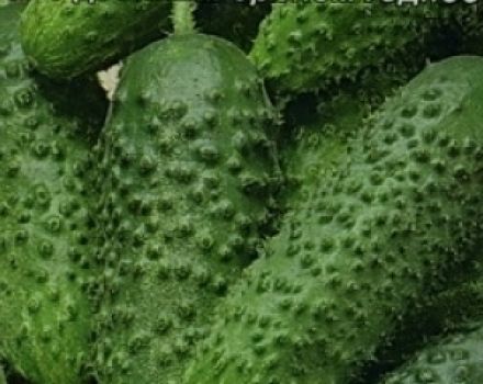 Beschrijving van de variëteit aan komkommers Khabar, zijn kenmerken en teelt