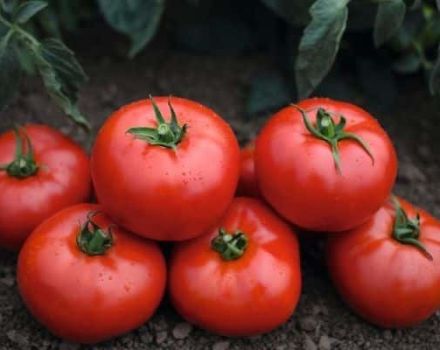 Egenskaper och beskrivning av tomatsorten Tonopa F1