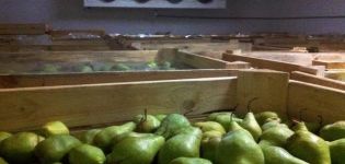 Ways to store pears at home for the winter