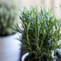 How to grow and care for rosemary at home from seed