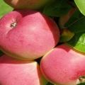 Descripció de la varietat de poma Frigat i les seves característiques, resistència a les gelades i rendiment