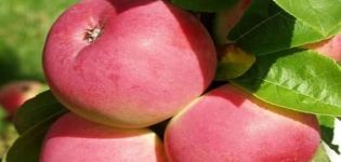 Description of the apple-tree variety Frigat and its characteristics, frost resistance and yield