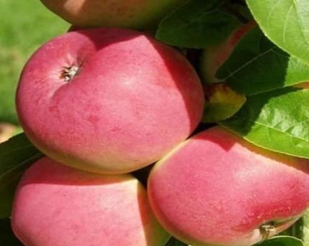 Kuvaus Frigat-omenapuulajikkeesta ja sen ominaisuuksista, pakkaskestävyydestä ja sadosta