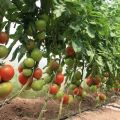 Sadzenie, uprawa i pielęgnacja pomidorów w szklarni w domu
