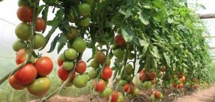 Planting, growing and caring for tomatoes in a greenhouse at home