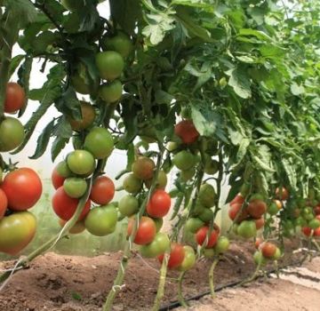 Evde bir serada domates dikmek, yetiştirmek ve bakımı