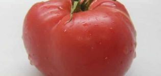Büyük meyveli domates çeşidi Sibirya Shangi'nin tanımı