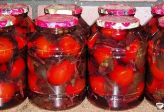 Recetas para encurtir tomates con albahaca para el invierno.