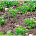 Wanneer is het beter om peterselie in de volle grond te planten zodat het snel ontkiemt, in de herfst of lente