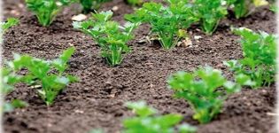 Khi nào tốt hơn nên trồng rau mùi tây ở những bãi đất trống để nó nhanh nảy mầm, vào mùa thu hoặc mùa xuân