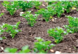 Quan és millor plantar julivert a terra oberta perquè brolli ràpidament, a la tardor o a la primavera
