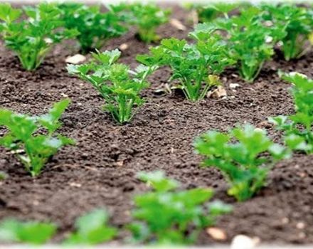 When is it better to plant parsley in open ground so that it sprouts quickly, in autumn or spring
