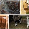 Types of goat feeders and how to do it yourself, instructions and drawings