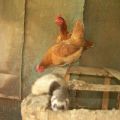 Cum să scapi repede de nevăstuică într-un pui de găină și reguli pentru tratarea prădătorilor