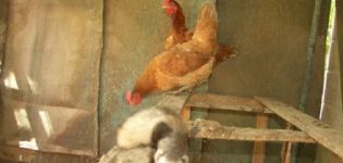 Kako se brzo riješiti dlaka u kokošinjac i pravila za rad s grabežljivcima