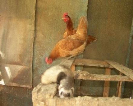 Hur man snabbt kan bli av med weasel i en kycklingstack och reglerna för att hantera rovdjur