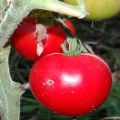 Caratteristiche e descrizione della varietà di pomodoro Bucaneve, la sua resa