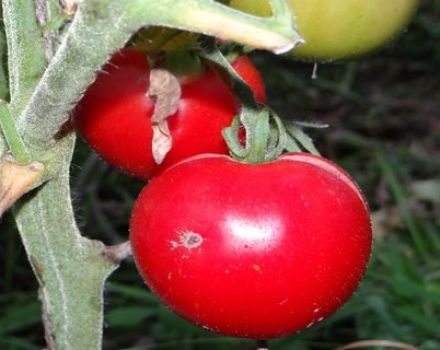 Kenmerken en beschrijving van het tomatenras Sneeuwklokje, de opbrengst
