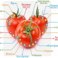 Jaké vitamíny se nacházejí v rajčatech a jak jsou užitečné?