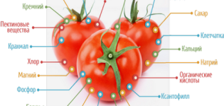What vitamins are found in tomatoes and how are they useful?