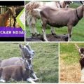 Description and characteristics of Toggenburg goats, rules of keeping