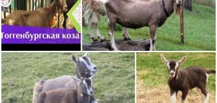 Toggenburgo ožkų aprašymas ir savybės, laikymo taisyklės