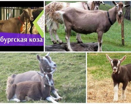 Popis a charakteristika togburských koz, pravidla chovu
