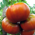 מאפיינים ותיאור של זן העגבניות הסיבירי ג'יגנט, התשואה שלו