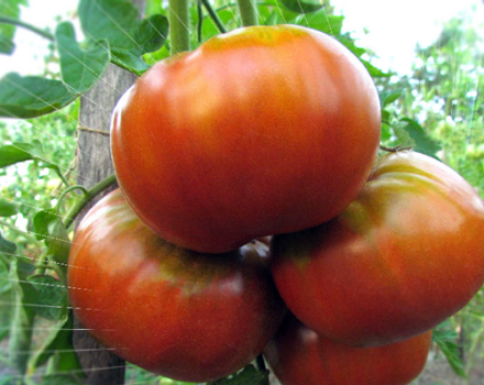 Eigenschaften und Beschreibung der sibirischen Gigant-Tomatensorte, deren Ertrag