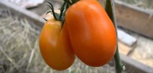 Beschrijving van de tomatenvariëteit Olesya en zijn kenmerken