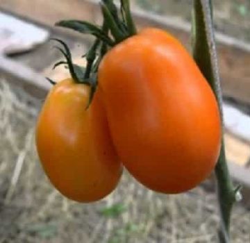 Beschreibung der Tomatensorte Olesya und ihrer Eigenschaften