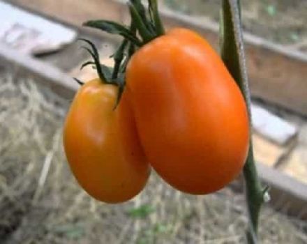 Description of the tomato variety Olesya and its characteristics