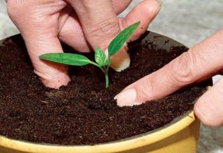 Hogyan lehet otthon kőszilva-termesztést végezni?