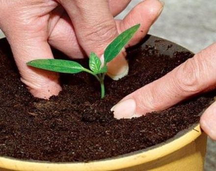 Hoe kun je thuis een steenpruim laten groeien?