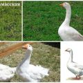 Beschrijving en kenmerken van ganzen van het Arzamas-ras, hun fokkerij en verzorging